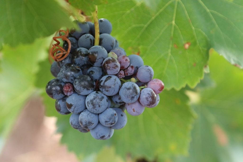 Foto: Erik Valebrokk