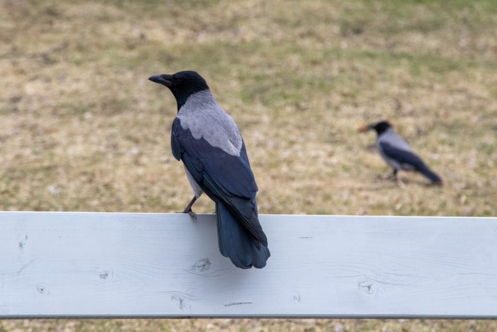 Foto: Erik Valebrokk